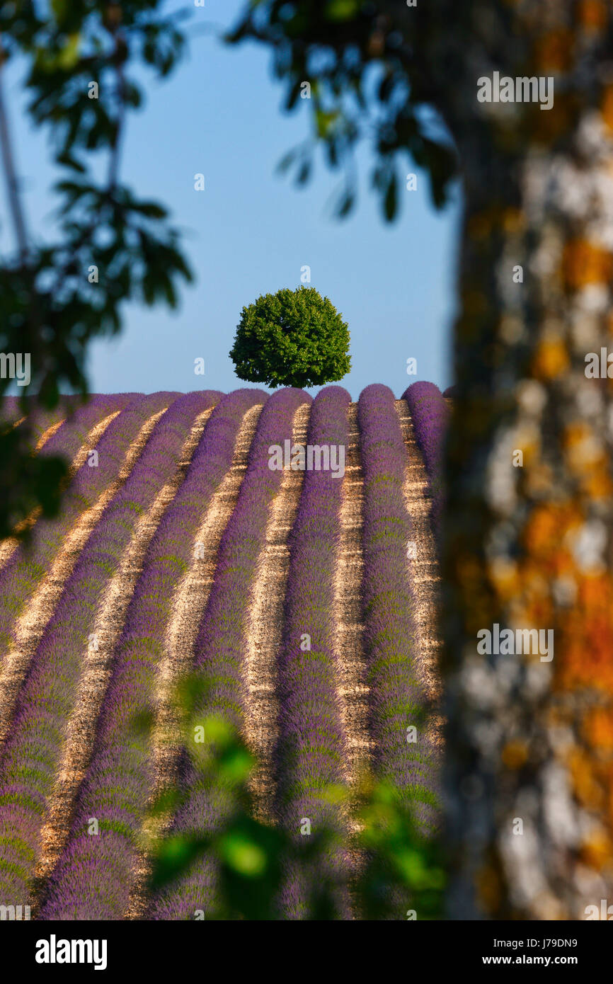 Baum im Lavendelfeld Stockfoto