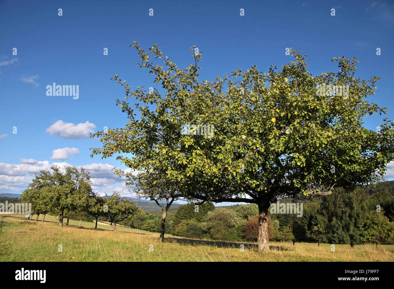 Obstgarten im Frühsommer Stockfoto