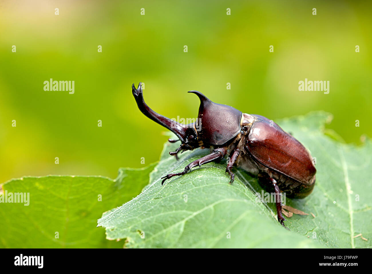 enge Blatt Makro Nahaufnahme Makro Aufnahme Nahaufnahme große große enorme Stockfoto