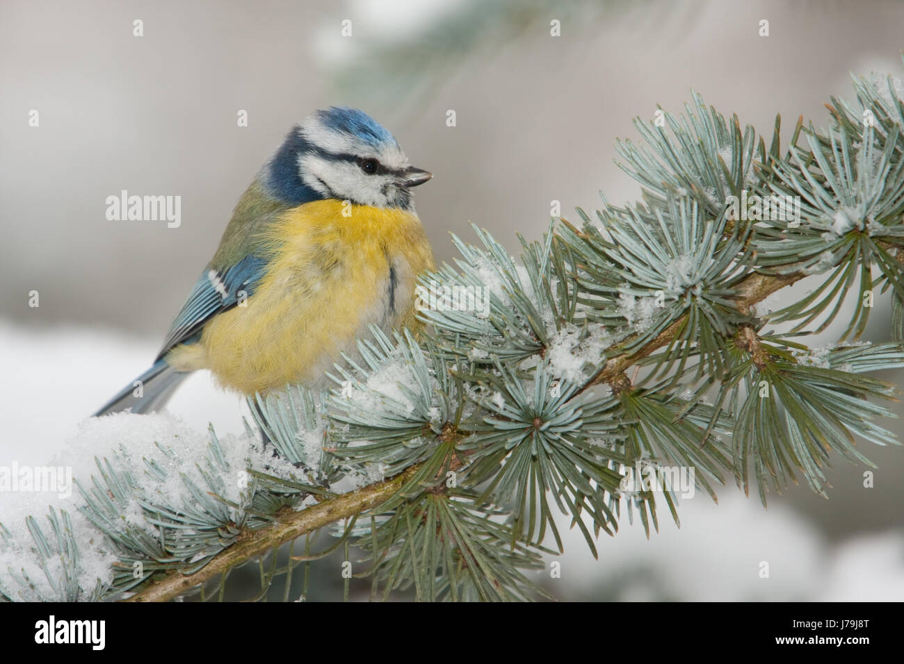 Winter Tiere Vogel wilde Tierwelt Ornithologie Natur Profil blau schön  Stockfotografie - Alamy