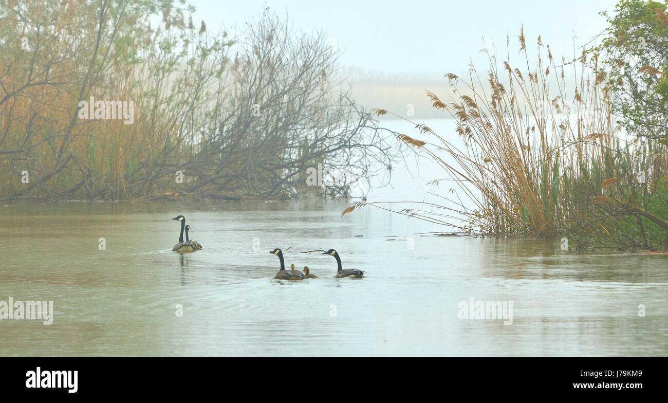 Friedliche Szene mit Schwimmen Gänse Stockfoto