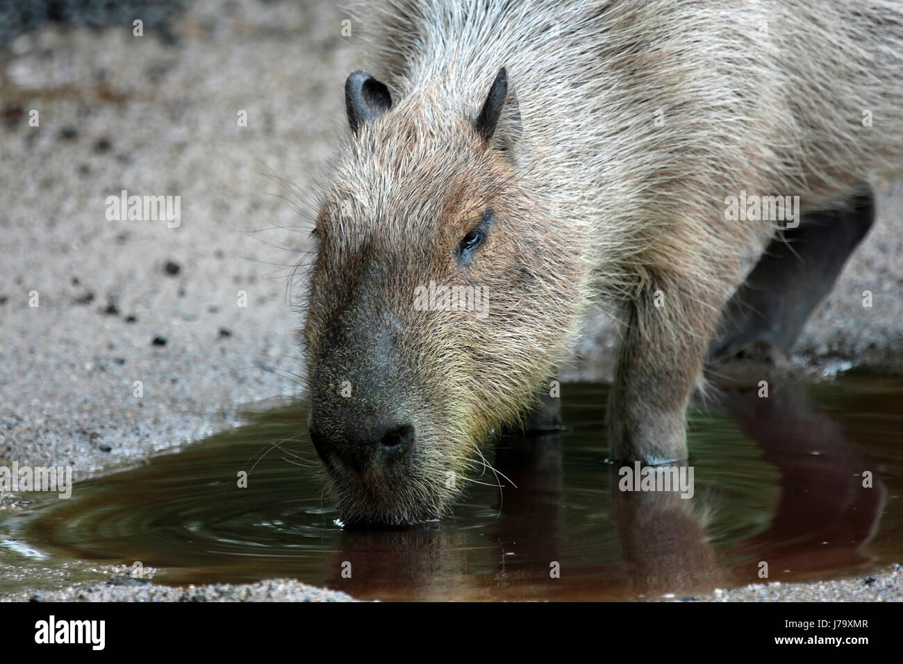Capybara Stockfoto