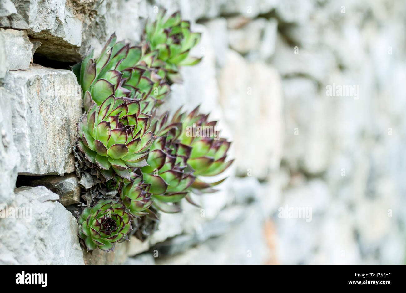 Sukkulenten wachsen aus Wand wollen leben Stockfoto