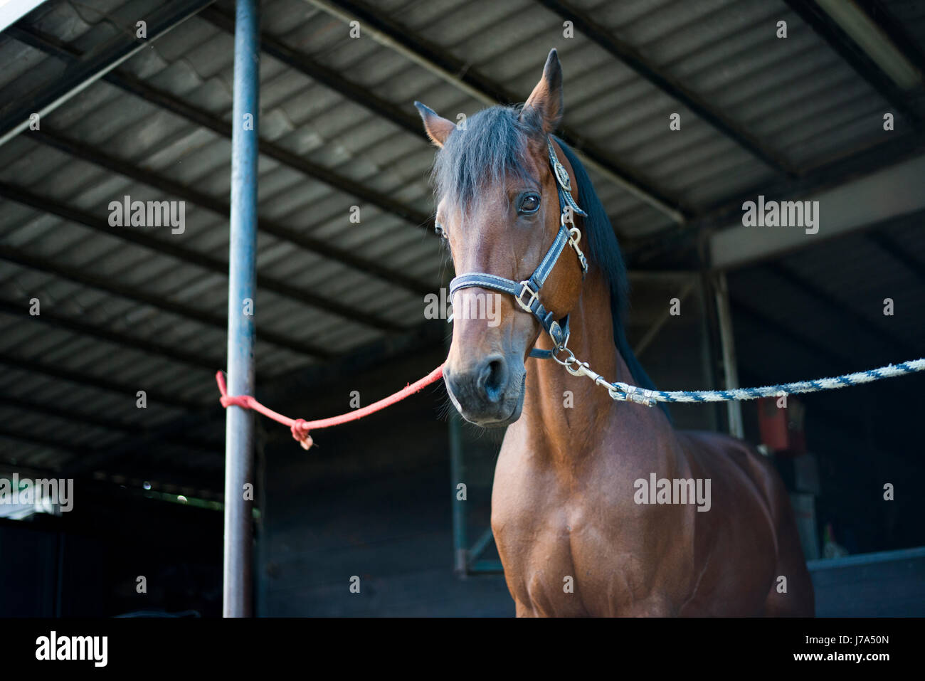 Pferd auf Hof am Pfahl gebunden Stockfoto