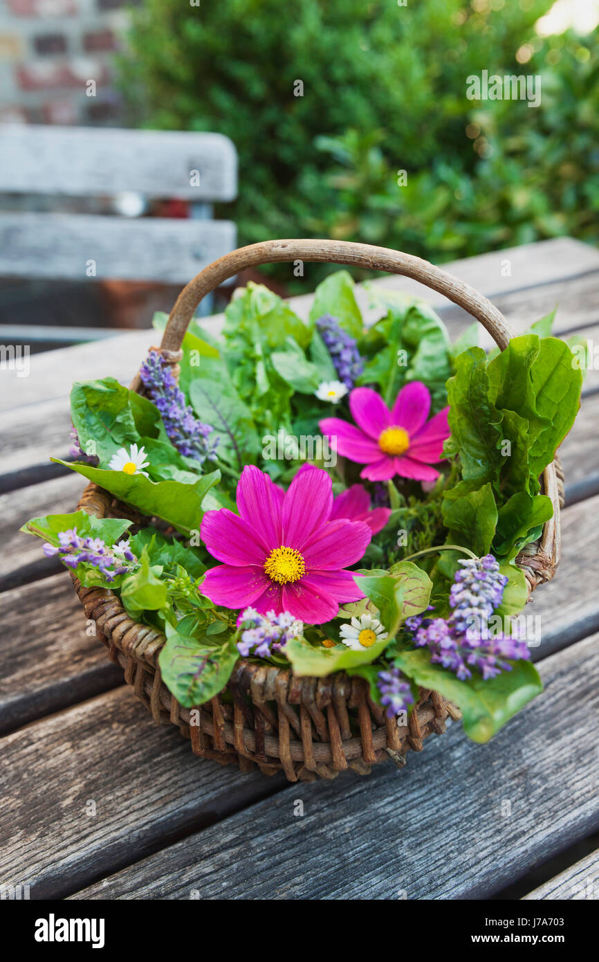 Essbare Blüten, Blätter und Kräuter in Wickerbasket auf Gartentisch Stockfoto