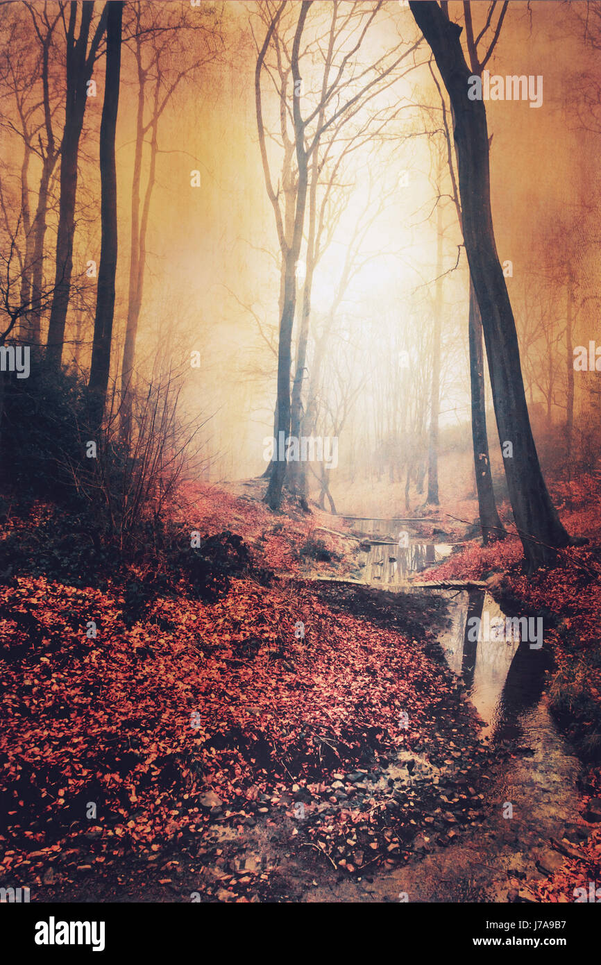 "Sonnenaufgang" in Herbstlichem Wald Mit Bach, Wuppertal, Deutschland Stockfoto