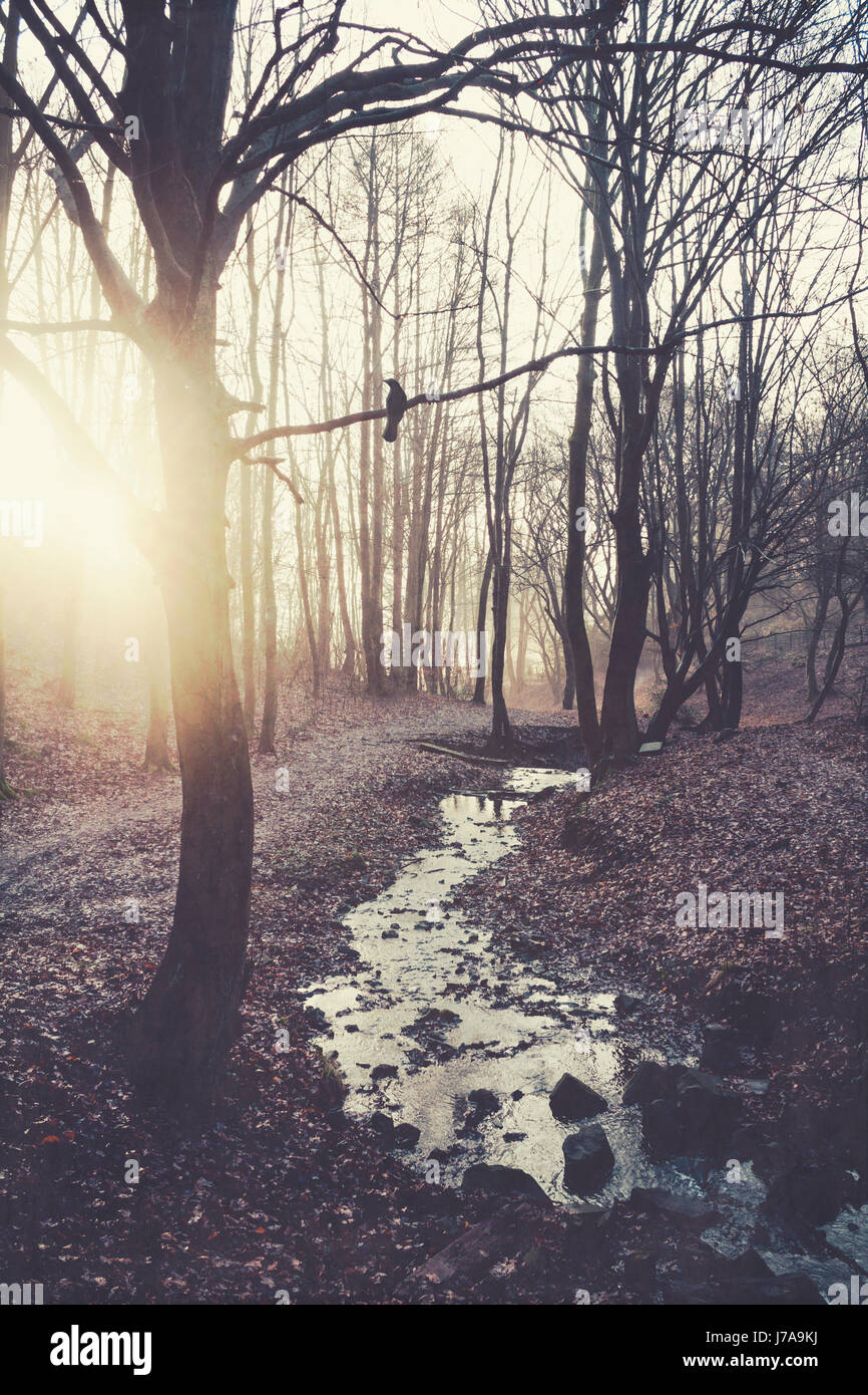 "Sonnenaufgang" in Winterlichem Wald Mit Bach, Wuppertal, Deutschland Stockfoto