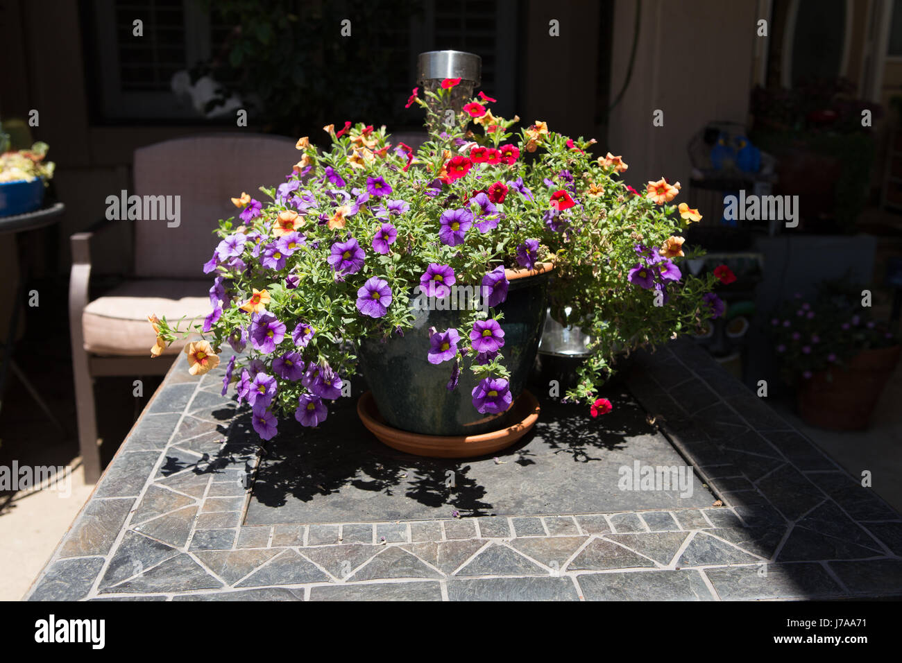 Buntes Feuerwerk an Blüten (Calibrachoa) Millionen Glocken in einem Tabletop container Stockfoto