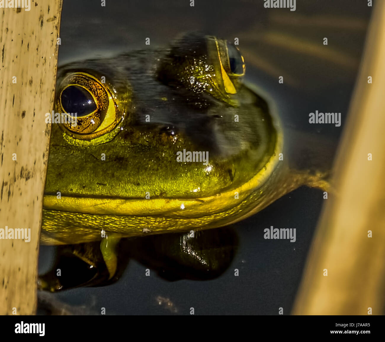 Ein amerikanischer Ochsenfrosch versteckt im Schilf am Beaver Lake im Stanley Park Stockfoto