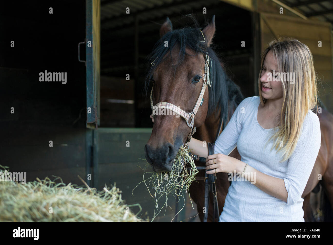 Junge Frau, die Fütterung von Heu Pferd auf Bauernhof Stockfoto