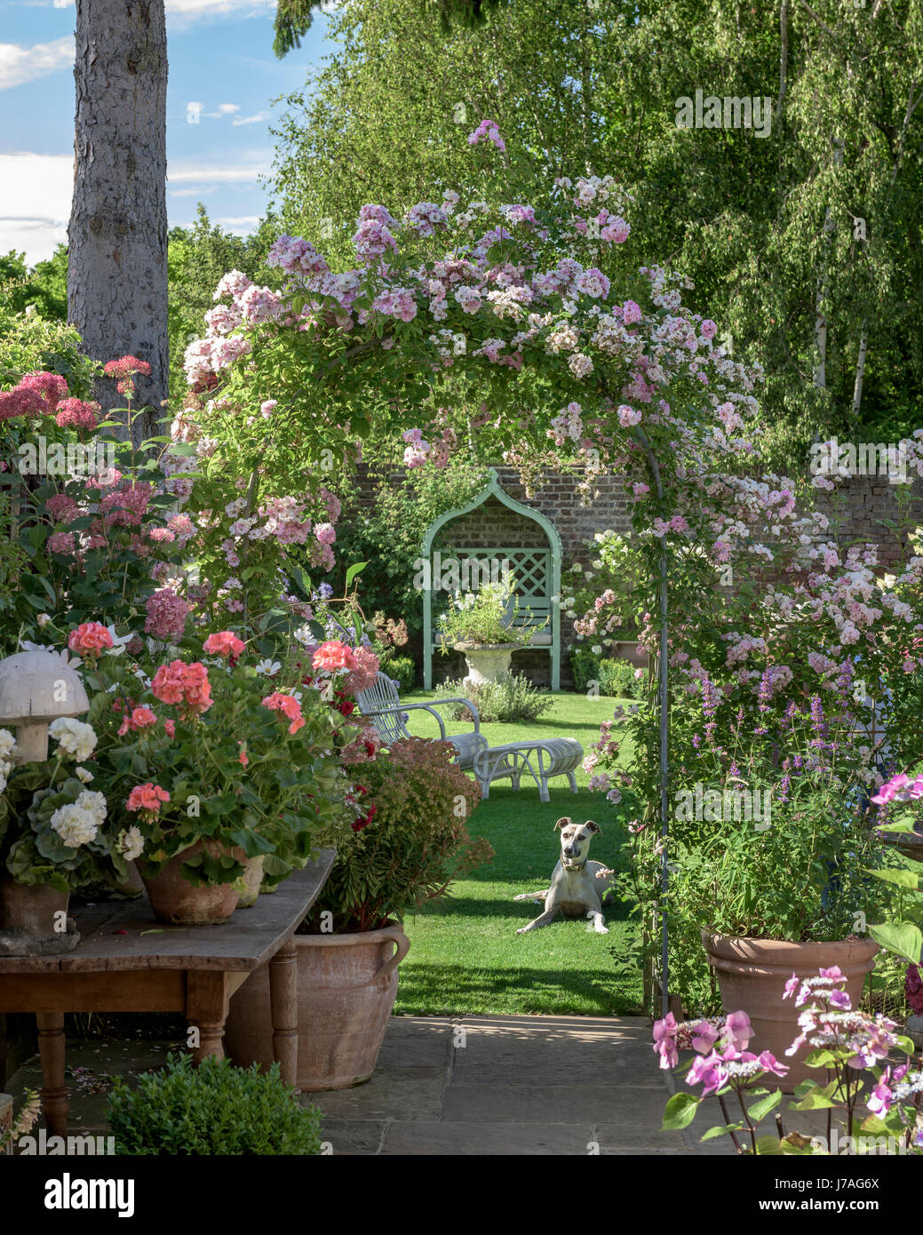 Ein Lurcher sitzt unter einer rose Bogen in einen englischen Garten. Stockfoto