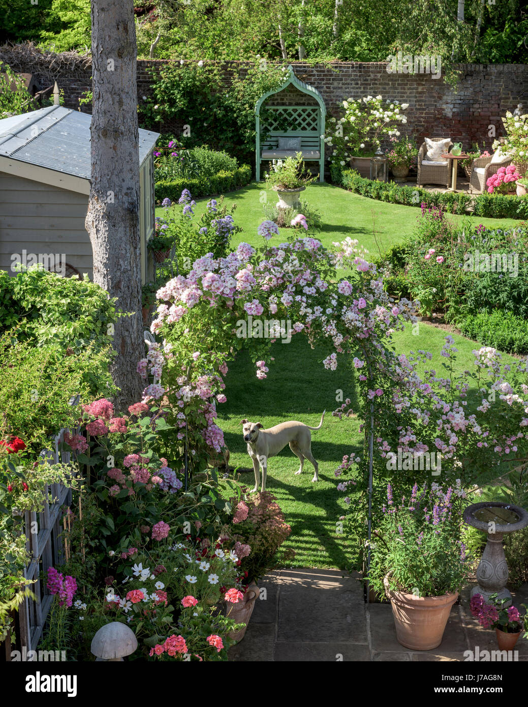 Ein Lurcher steht unter einer rose Bogen in einem englischsprachigen ummauerten Garten. Stockfoto