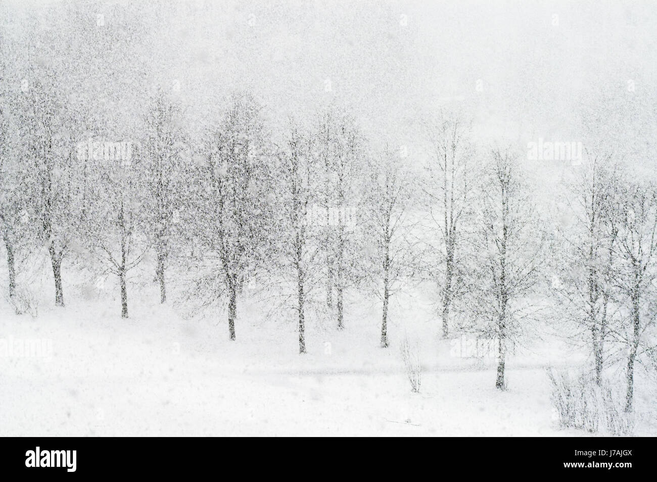 Baum Bäume Parken Garten Winter Feld Schnee Koks Kokain Material Medikament Narkose Stockfoto