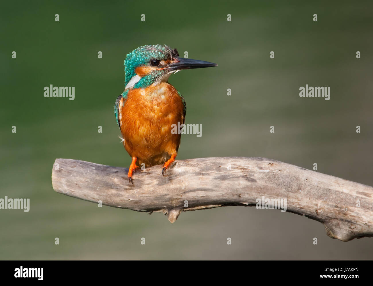 Tiere Vogel seltene Wildtiere Eisvogel Naturschutzgebiet blaue Single geschützt Stockfoto