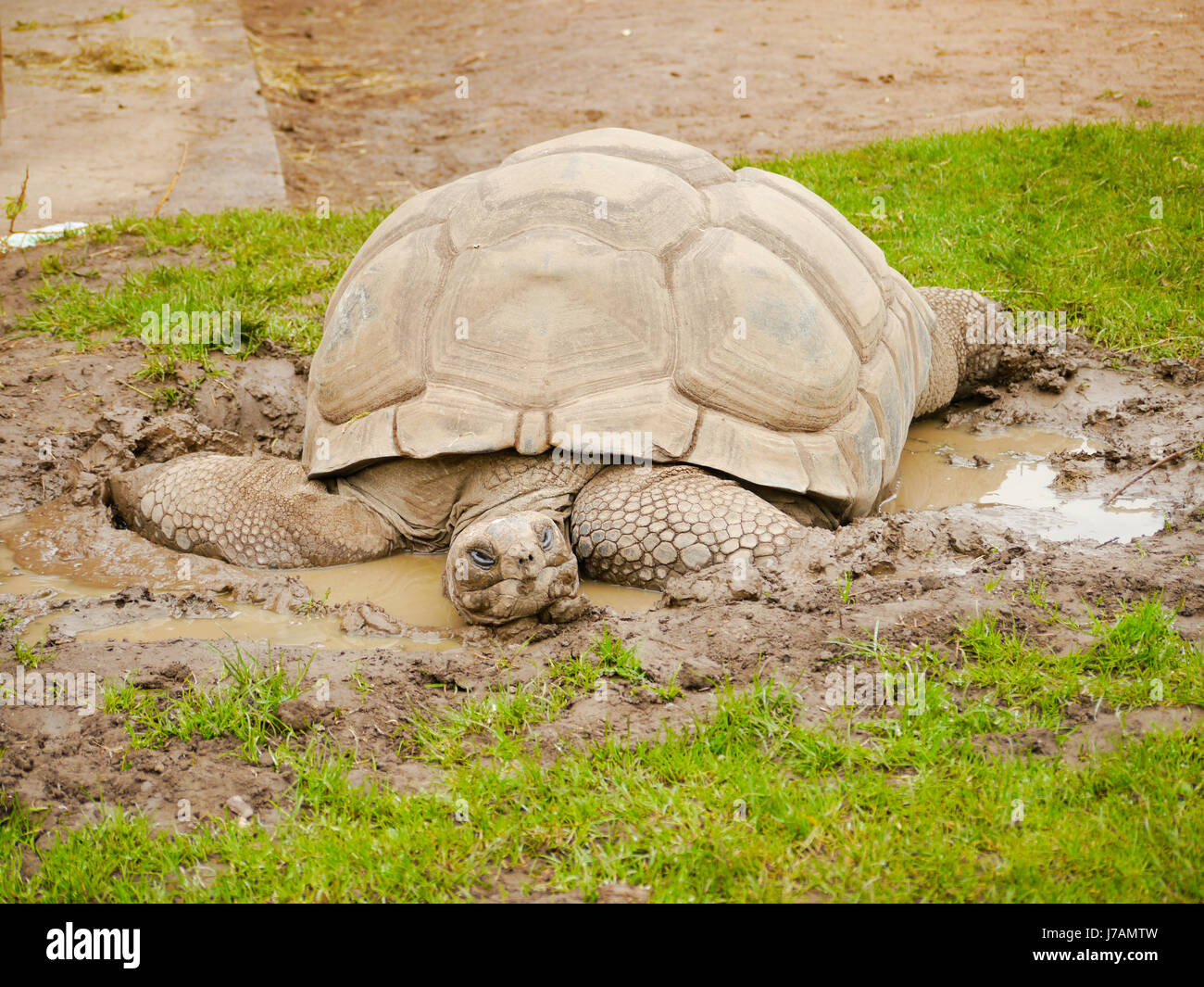 Aldabran-Riesenschildkröte (Aldabrachelys Gigantea) Stockfoto