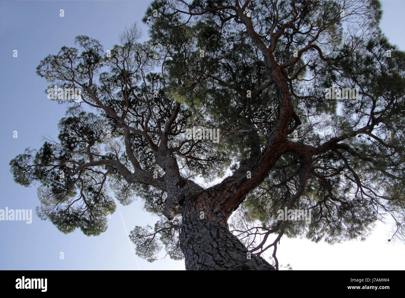 Kiefer in den Boboli-Gärten in Florenz Stockfoto