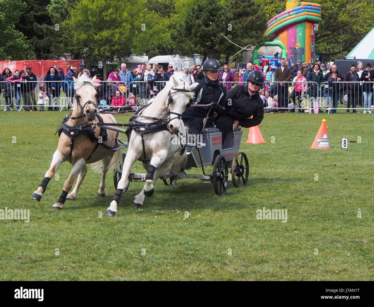 Ponys ziehen ein huschen während einer Rennveranstaltung huschen Neuheitendienst Rural und am Meer, Southsea, Portsmouth, England Stockfoto