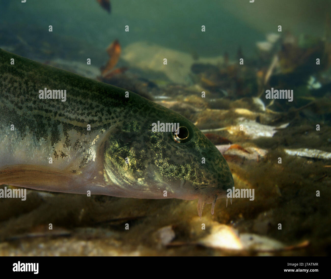 Cobitis Paludica Stockfotos und bilder Kaufen Alamy