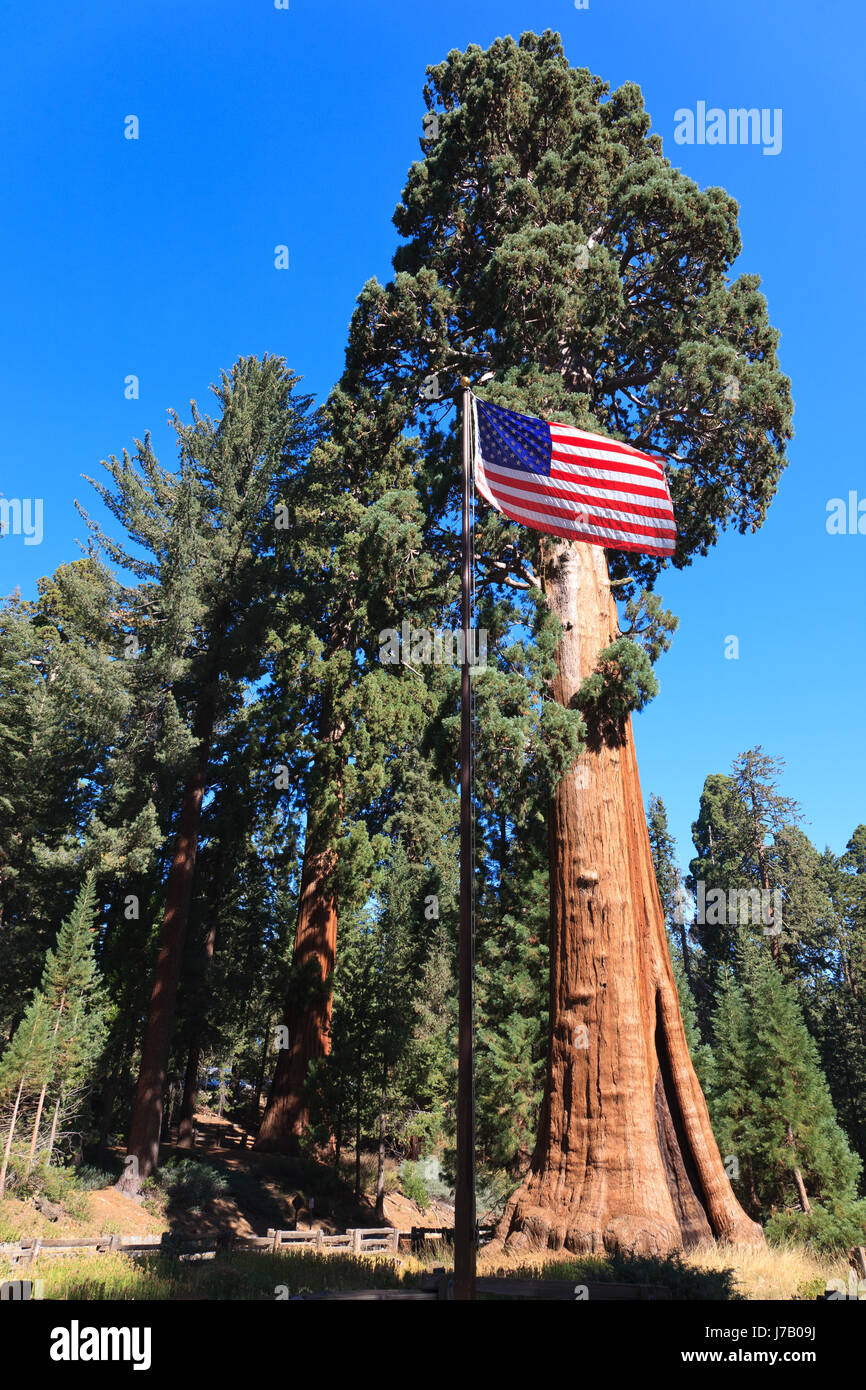 Sequoia Redwood Np usa Stockfoto