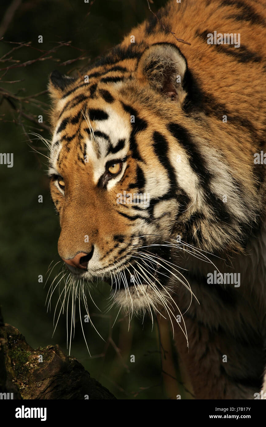 Säugetier Porträt Raubkatze Raubkatze Katze Tiger nach unten periled schön Stockfoto