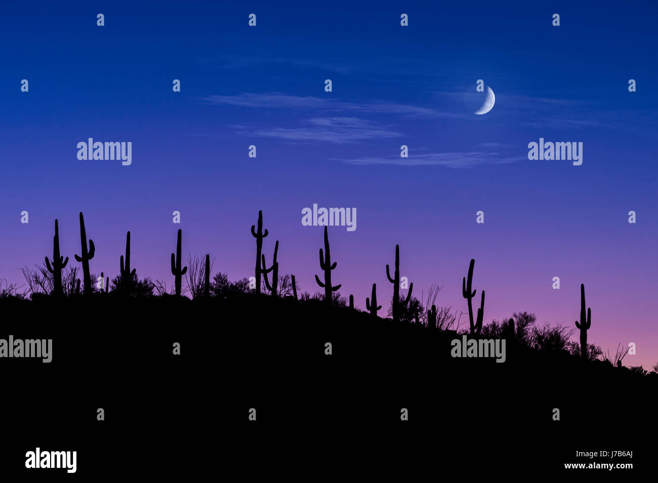 Saguaro-Kaktus In der Wüste in der Nacht mit Mond Stockfoto