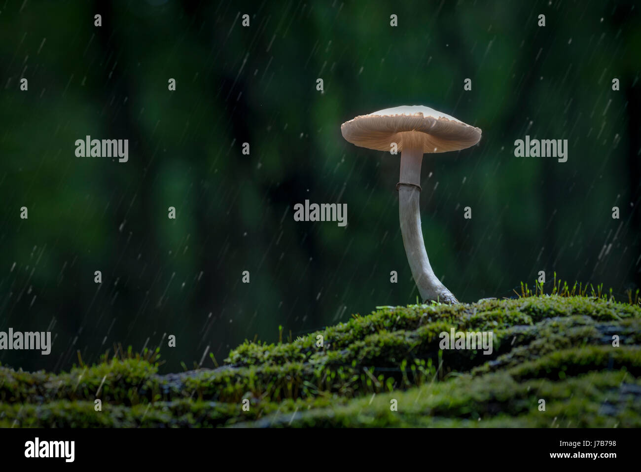 Einsamer Pilz im Regen Stockfoto