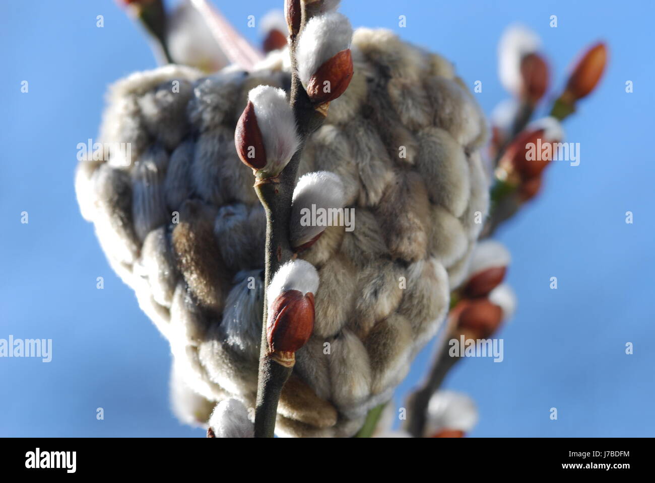 Floristik Blüte Blüte gedeihen blühende Blüten Ostern Frühling branch Stockfoto