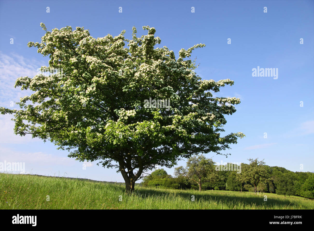 Sommer Busch sommerlich Sommerwiese elder blau grüne Blüte Blüte gedeihen Stockfoto