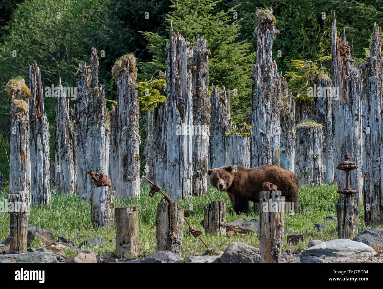 Grizzly Bären in Südost-Alaska Stockfoto