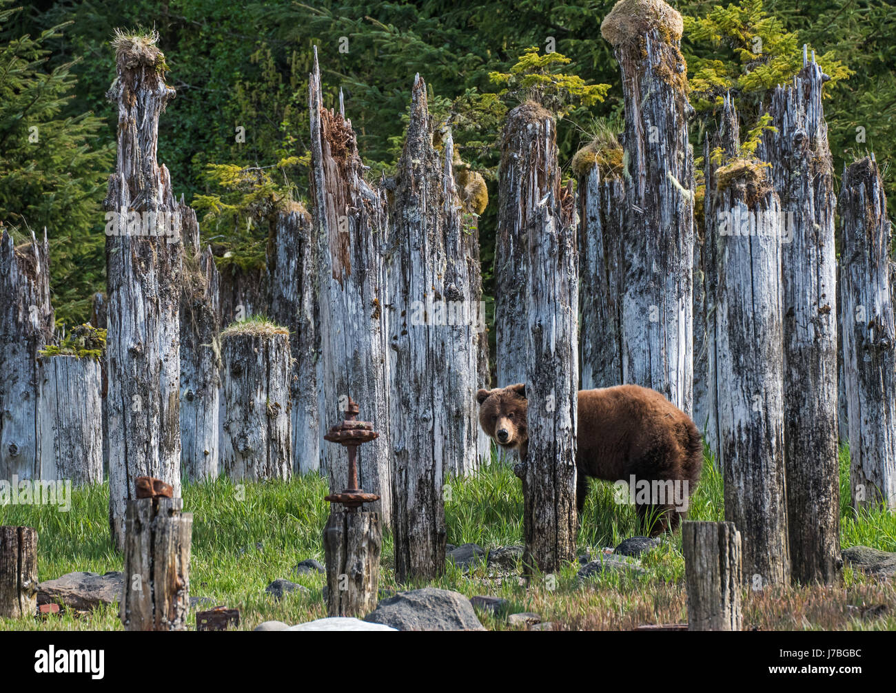 Braunbären in Südost-Alaska Stockfoto