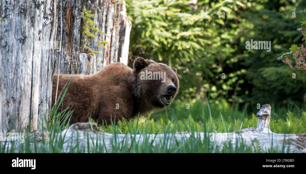 Braunbären in Alaska Stockfoto
