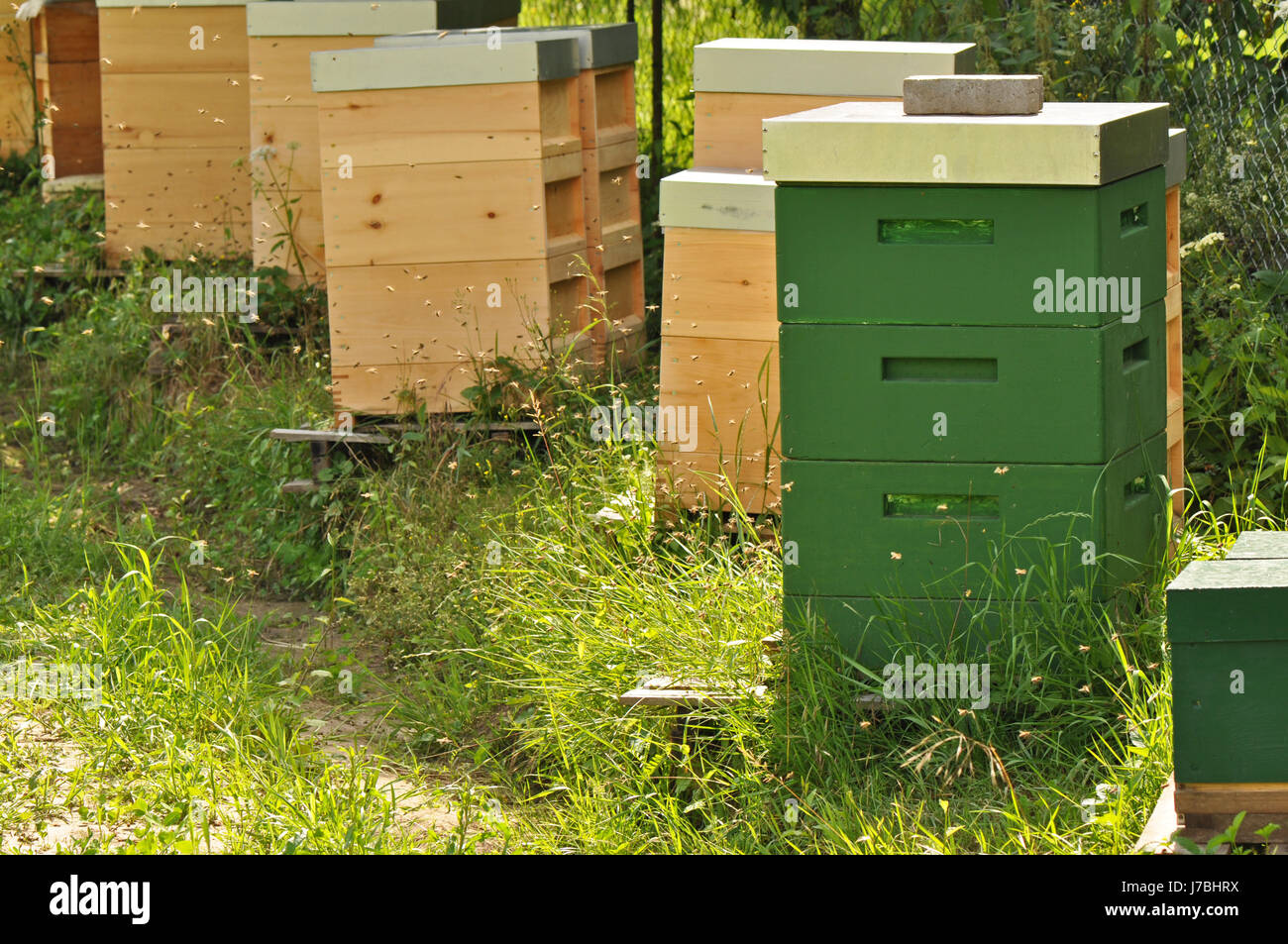 Bienenstock fleißig Bienenhaus Schwarm Bienen Honig Insekten Bienen Nahrung Nahrungsmittel sozialer Stockfoto