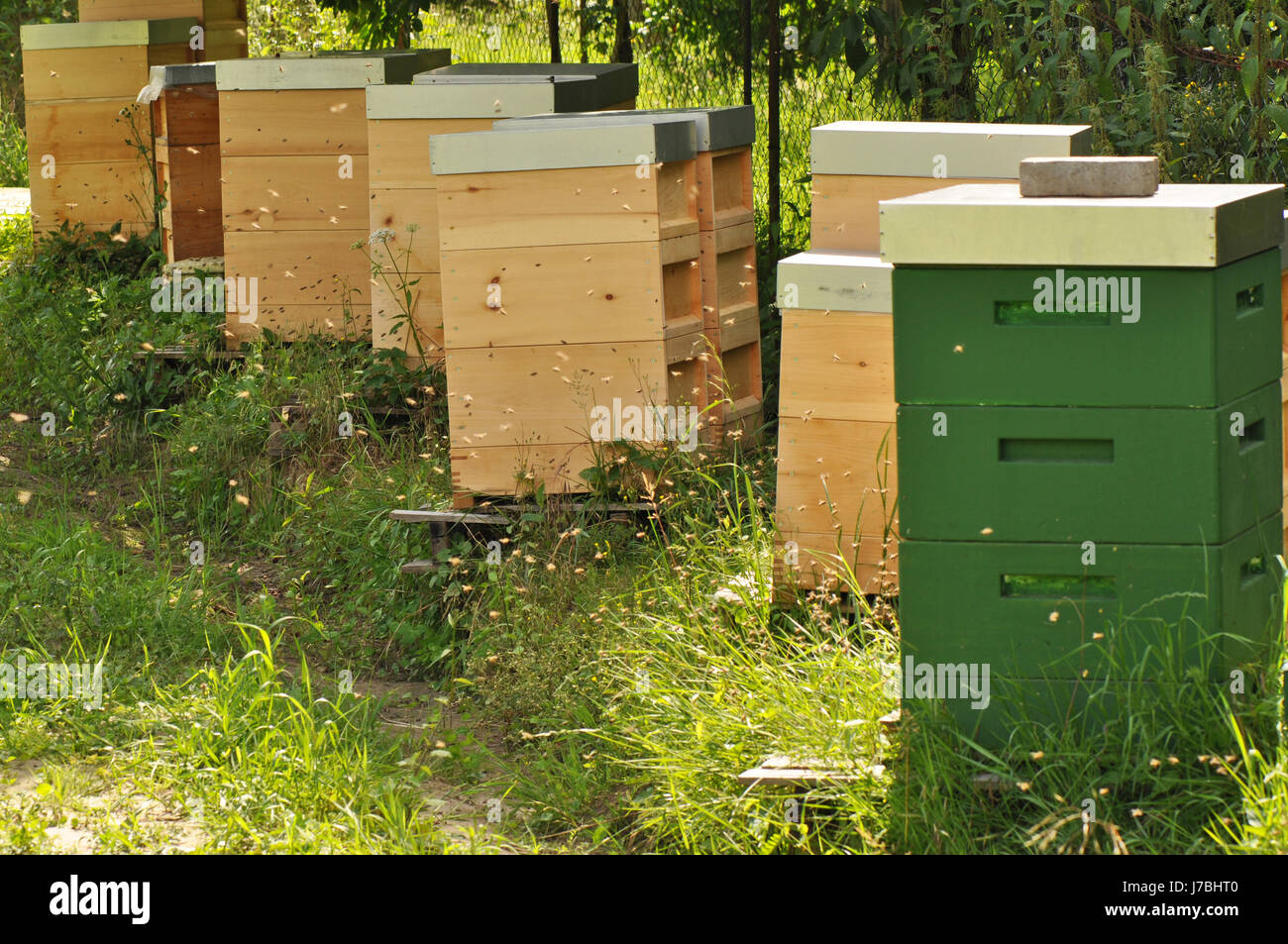 Bienenstock fleißig Bienenhaus Schwarm Bienen Honig Insekten Bienen Nahrung Nahrungsmittel sozialer Stockfoto