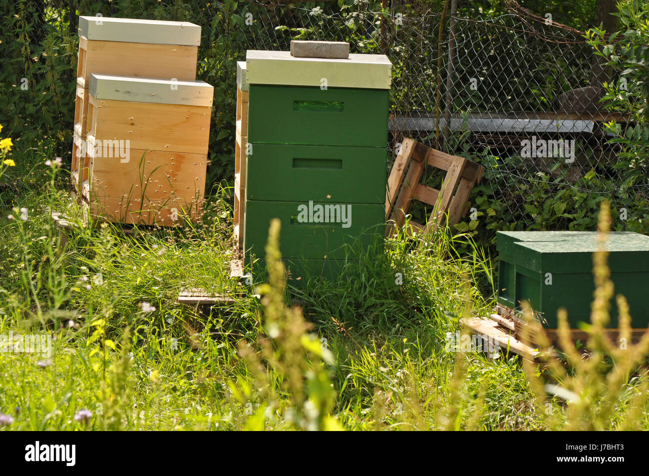 Bienenstock fleißig Bienenhaus Schwarm Bienen Honig Insekten Bienen Nahrung Nahrungsmittel sozialer Stockfoto