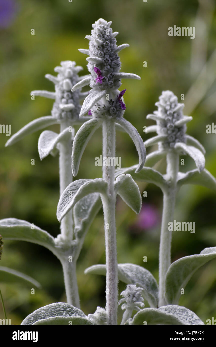 Busch Flora Strauch Pflanze Wollziest Niederwendischen Byzantina Lanata  Woll-Ziest eselsohr Stockfotografie - Alamy