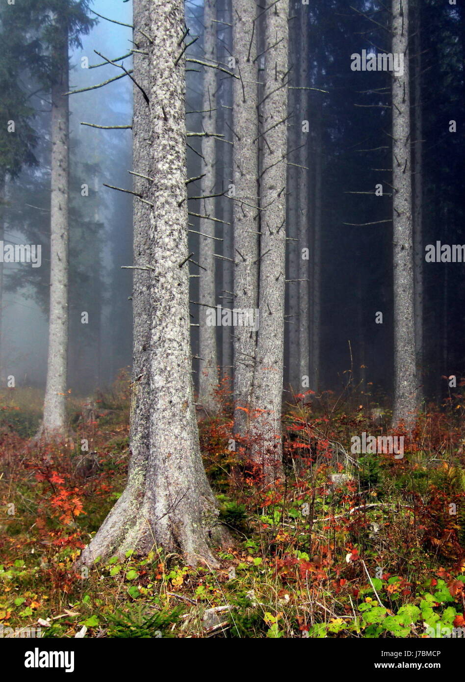 Stamm Konifere Nadelbaum Wald Nadelbäumen Tannen Pinien Wald Stamm Nadelbaum Herbst Stockfoto