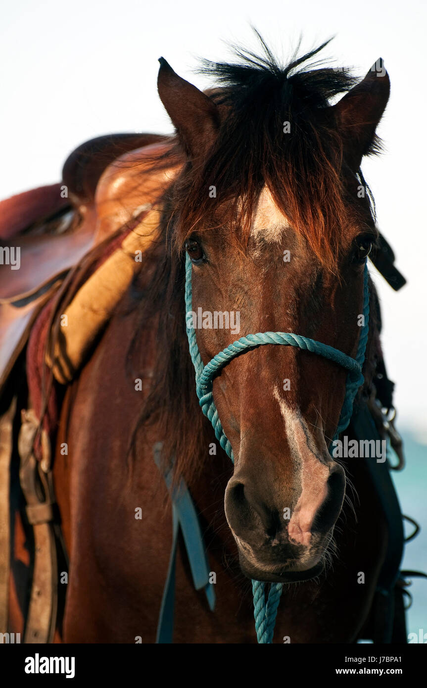 Pferd Tier Säugetier Gesicht Porträt Auge Orgel enge Pferd Tier Säugetier braun Stockfoto