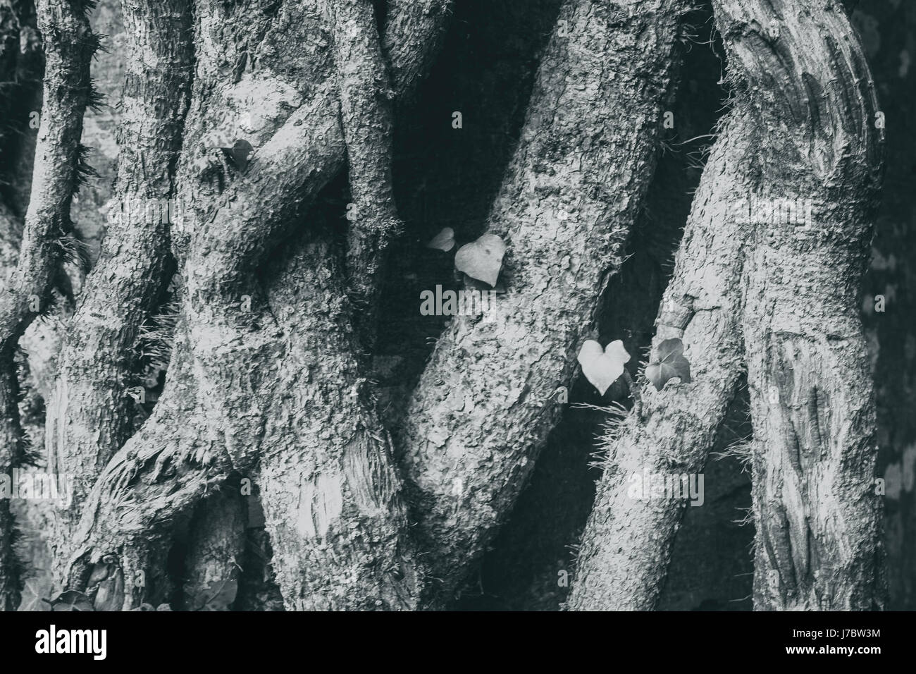 eine monochrome Aufnahme der Rinde eines knorrigen Baumes Charakter zeigen. Stockfoto
