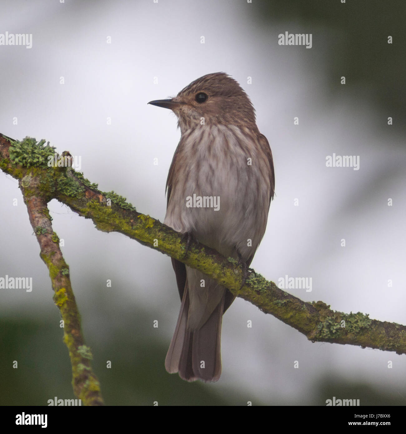 Ein Grauschnäpper (Muscicapa Striata) im Vereinigten Königreich Stockfoto
