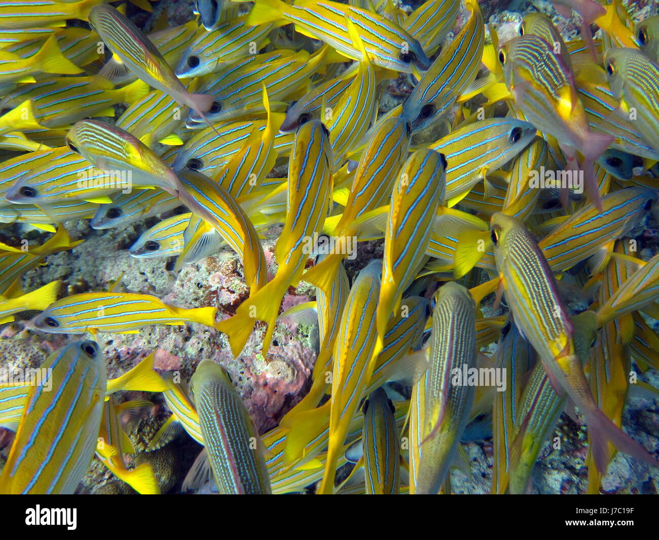 Entspannung Malediven tauchen Salzwasser Meer Ozean Wasser Fisch unter Wasser tauchen Fische Stockfoto