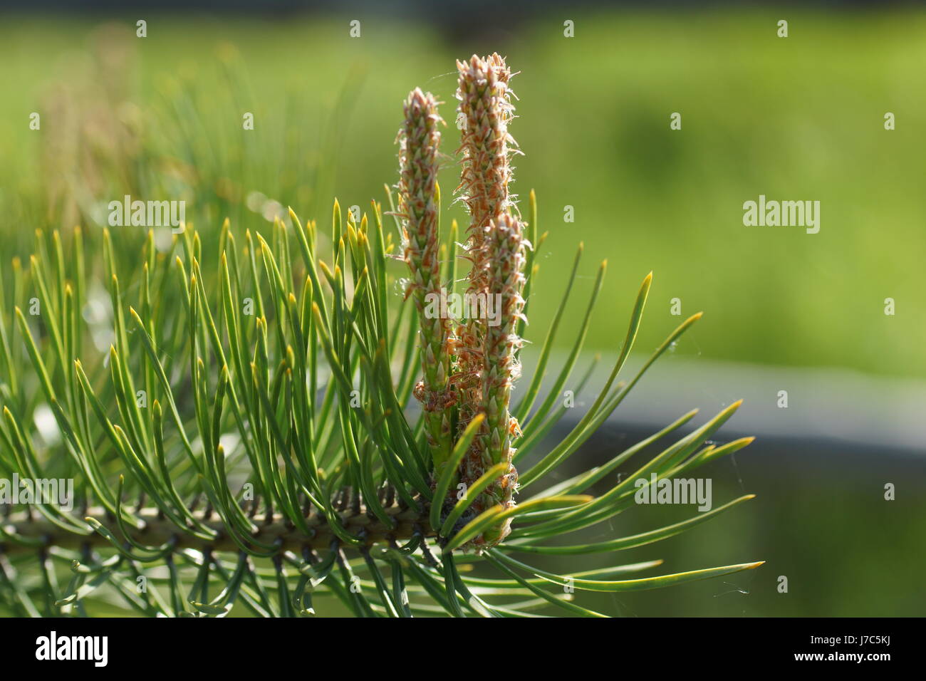 Triebe der Kiefer. Kiefer, Pinus Sylvestris. Die neue Frühjahr Triebe werden manchmal "Kerzen" genannt. Stockfoto