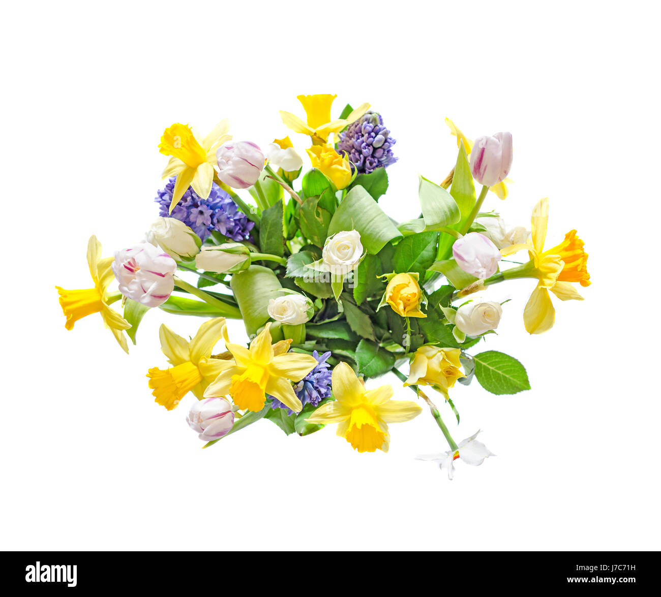 Narzissen orientalis -Fotos und -Bildmaterial in hoher Auflösung – Alamy