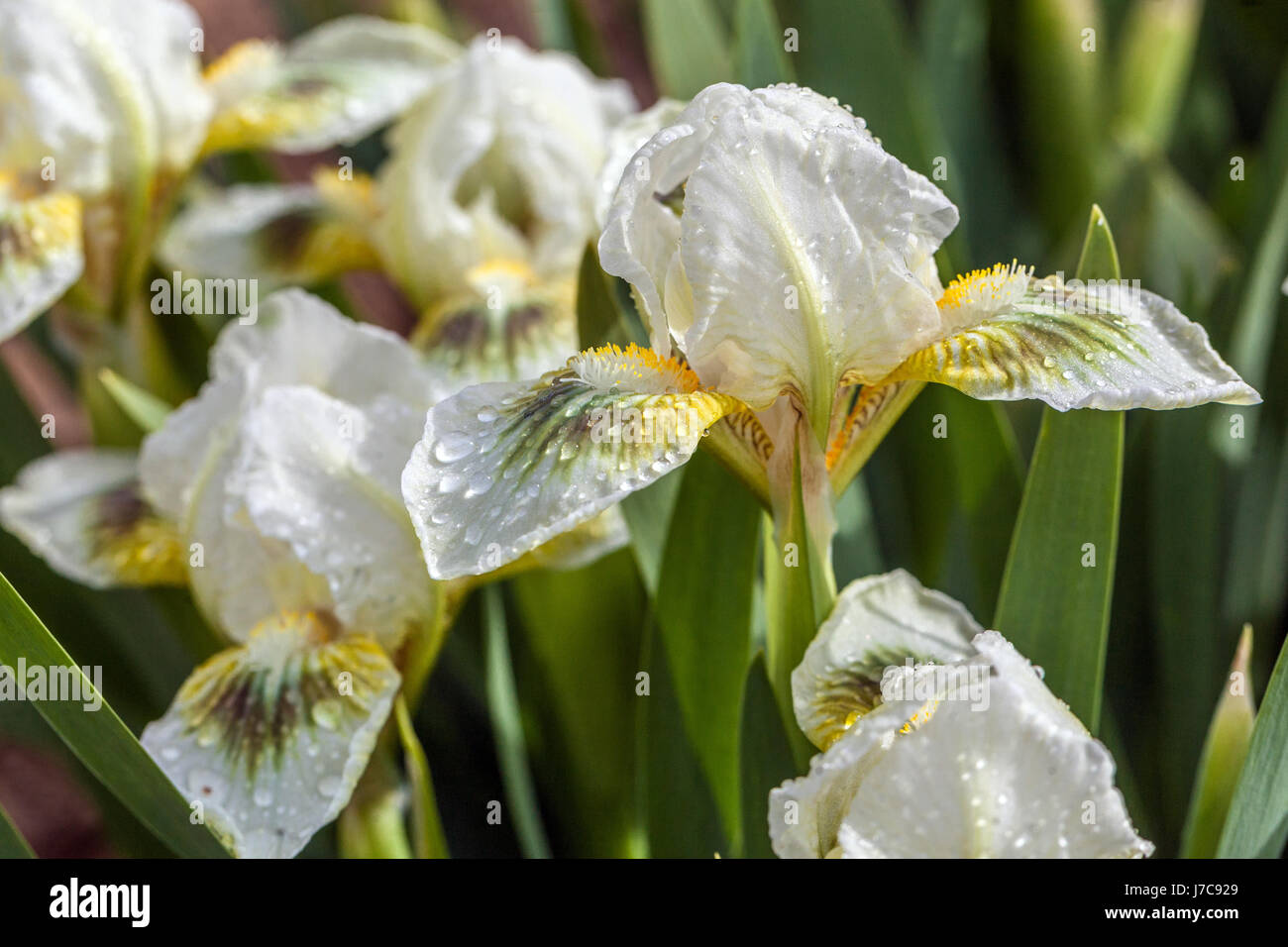 White Iris barbata nana 'Green Spot'' Standard Zwerg-Bartlilie Stockfoto