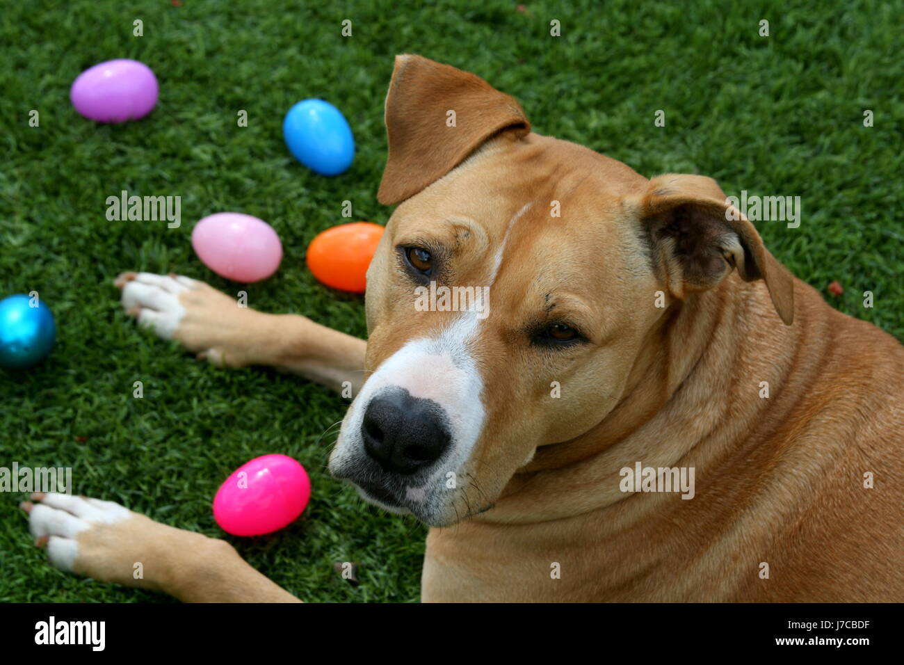 Tan-Pit Bull Terrier Hund mit Ostereiern Stockfotografie - Alamy