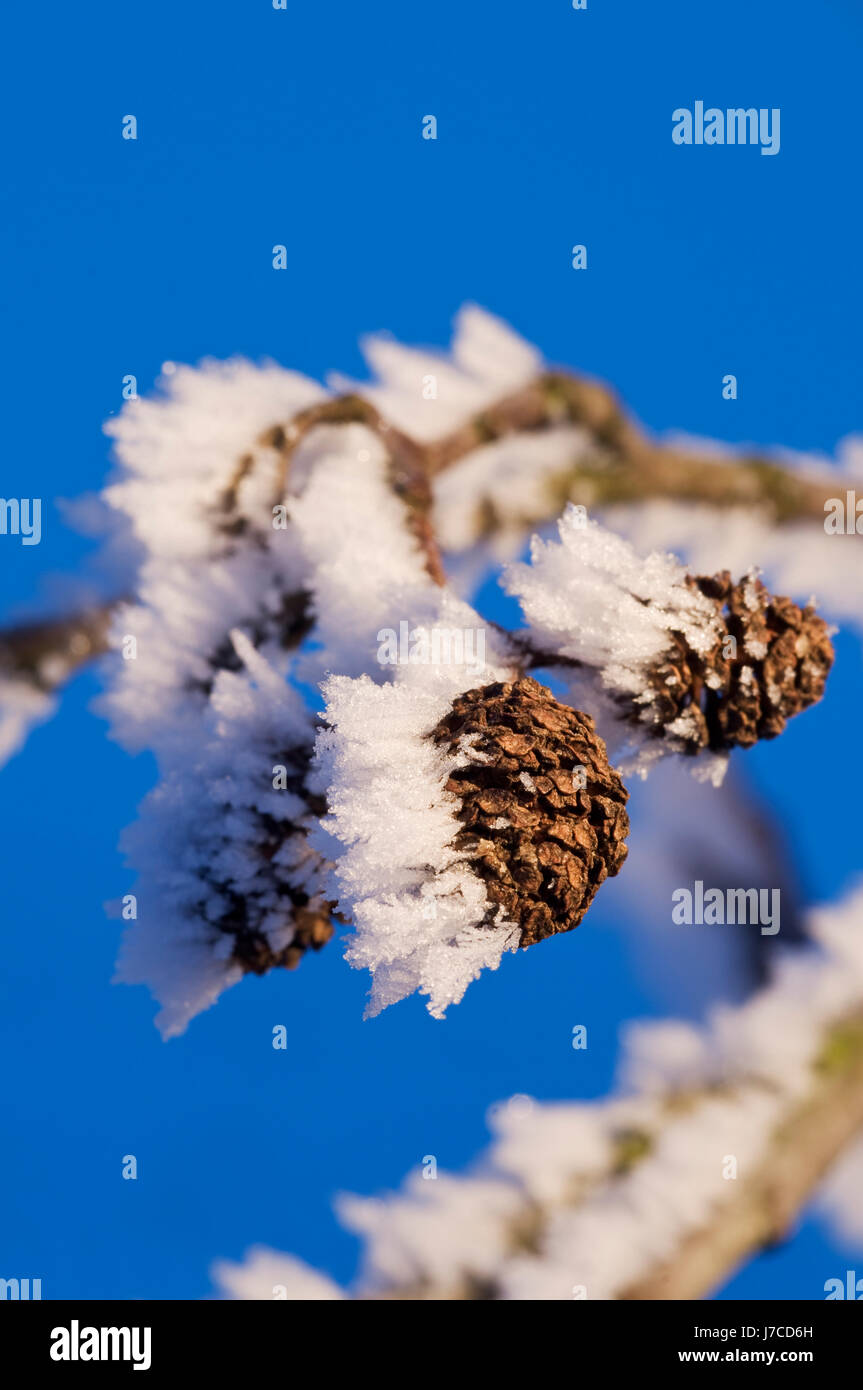 Makro Nahaufnahme Makro Aufnahme hautnah Ansicht Winter kaltes Eis Frost Filiale Erle Stockfoto