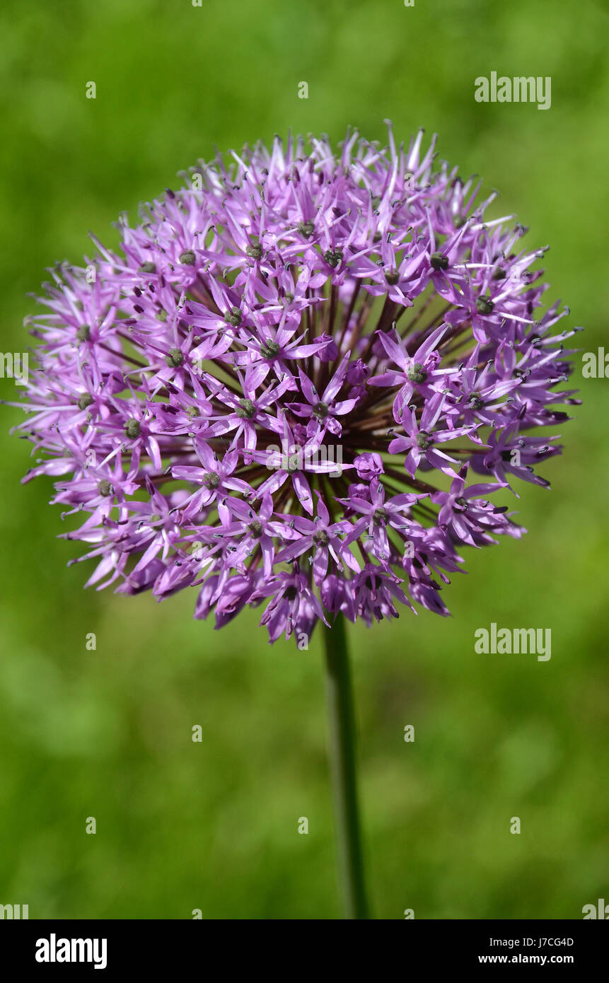 Violette Allium Blume auf einem unscharfen Hintergrund. Stockfoto
