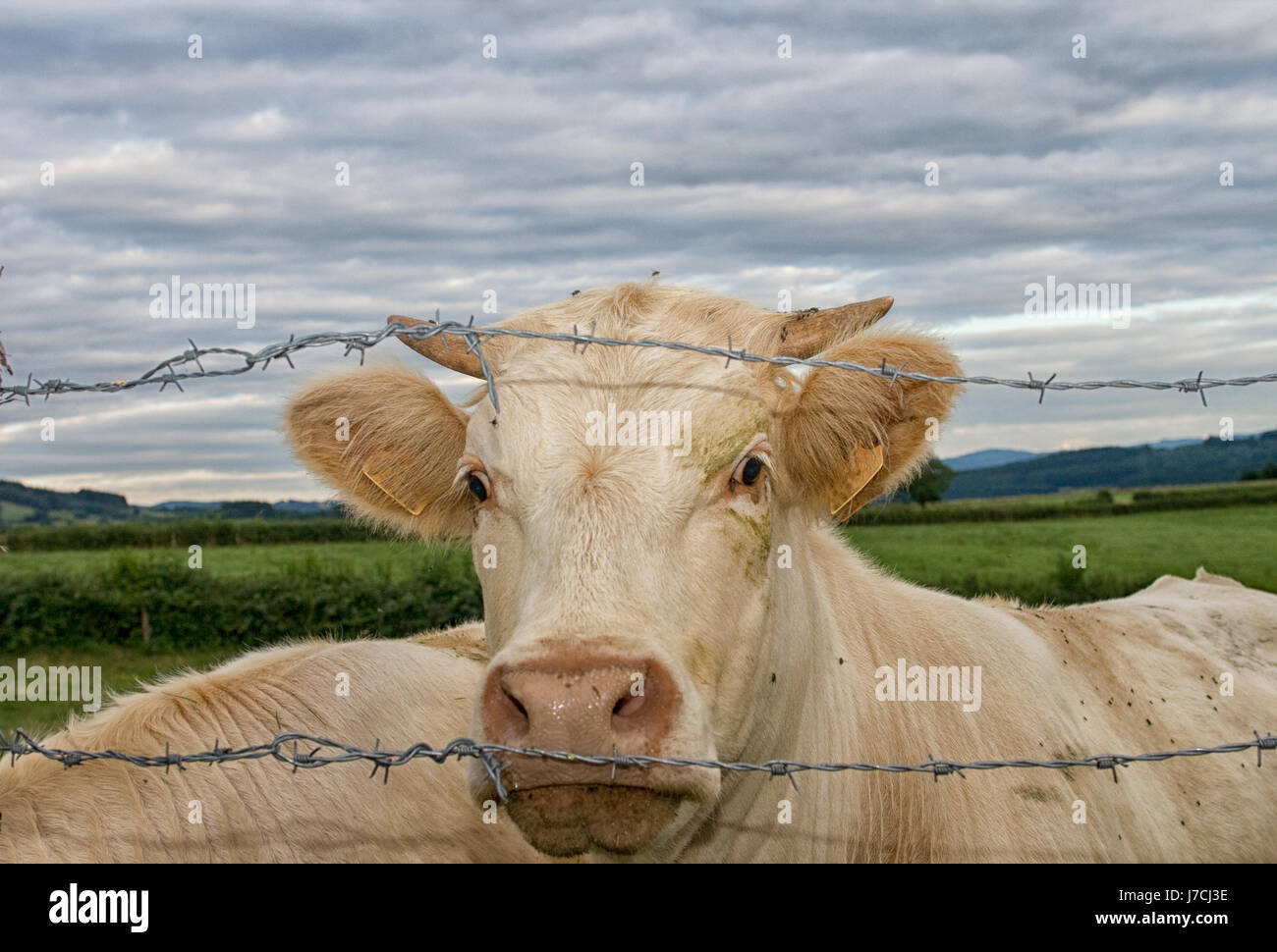 Weißen Charolais Rinder hinter Stacheldraht Stockfoto