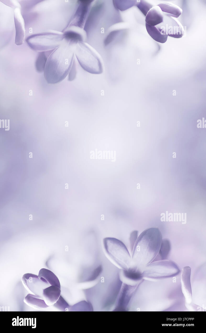 weiche lila Blumen abstrakt Blumenkarte mit Exemplar Stockfoto