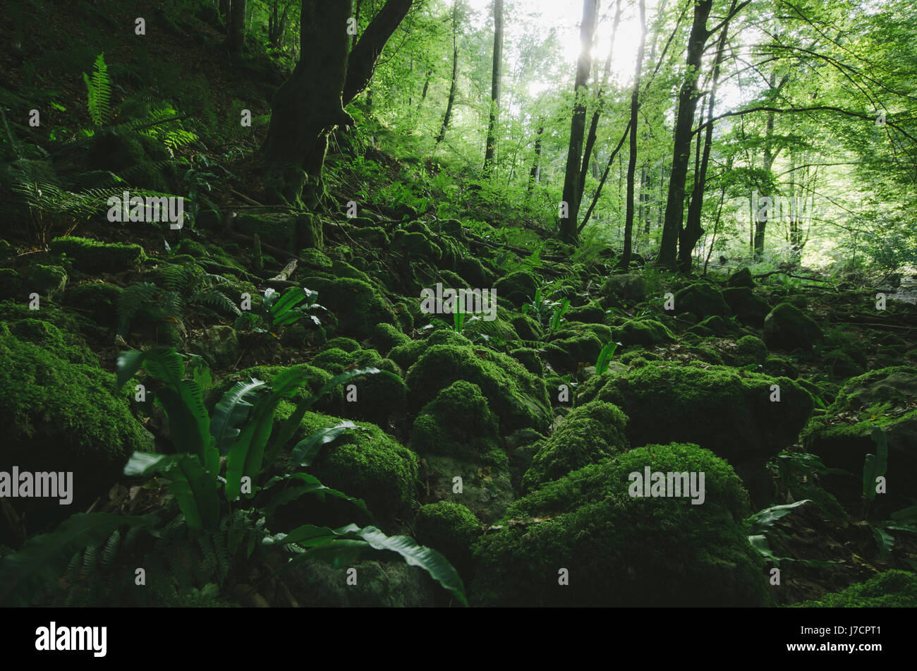 üppige Vegetation in grünen Wald mit Moos und Pflanzen Stockfoto