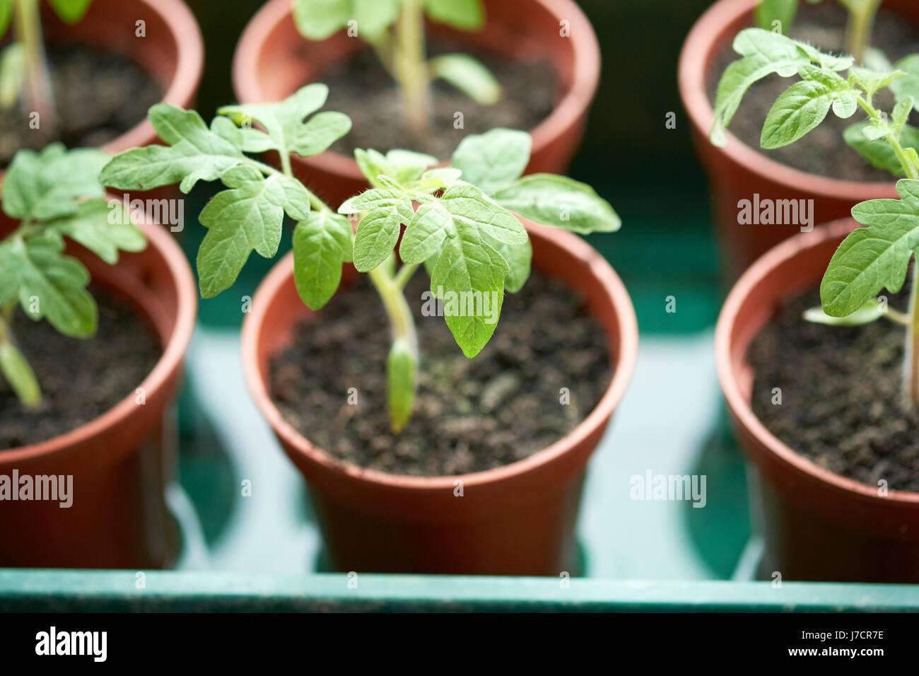 Gärtners Freude Tomate Pflanzensämlinge wachsen in Kunststoff Blumentöpfe in einem Gewächshaus, UK. Stockfoto